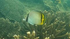 Chaetodon vagabundus