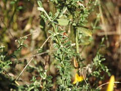 Genista pilosa