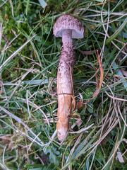 Dissoderma pearsonii