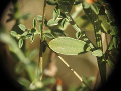 Genista pilosa