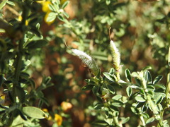 Genista pilosa
