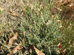 Genista pilosa