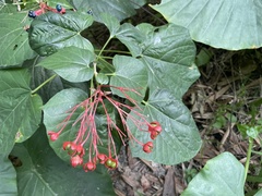 Clerodendrum japonicum