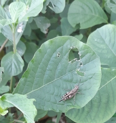 Trilophidia annulata