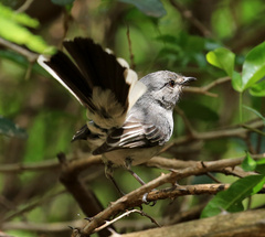 Grey Tit-Flycatcher photo 4
