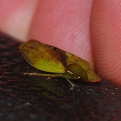 Neotituria kongosana