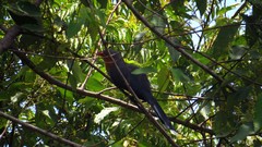 Zanclostomus javanicus