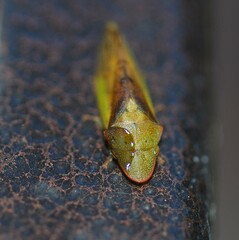 Neotituria kongosana