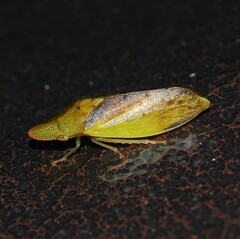 Neotituria kongosana