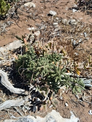 Asparagus