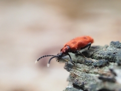Lemodes coccinea