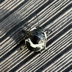 Poecilocoris lewisi