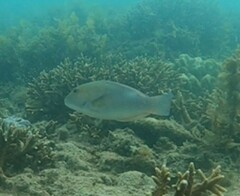 Choerodon cyanodus