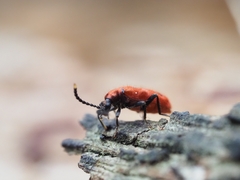 Lemodes coccinea