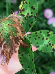 Pseudopeziza trifolii