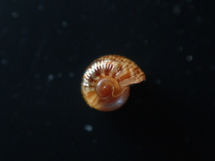 Allodiscus dimorphus