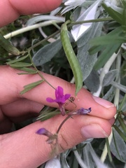 Glycine tabacina