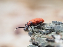 Lemodes coccinea