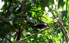 Zanclostomus javanicus