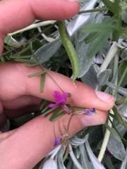 Glycine tabacina
