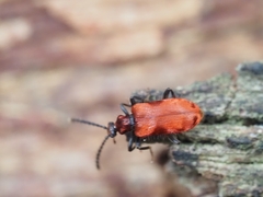 Lemodes coccinea