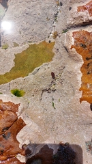 Lithothamnion