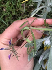 Glycine tabacina