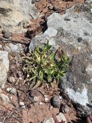 Magnoliopsida
