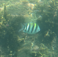 Abudefduf vaigiensis