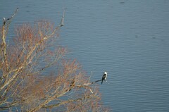 Microcarbo melanoleucos brevirostris