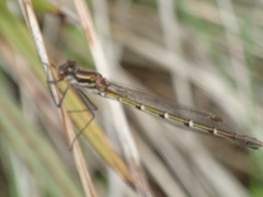 Austrolestes annulosus