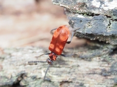 Lemodes coccinea