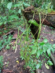 Rhipsalis baccifera