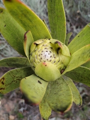 Leucadendron laureolum