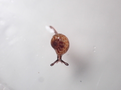 Allodiscus dimorphus