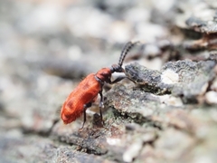 Lemodes coccinea