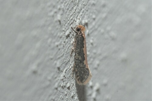 Monopis crocicapitella