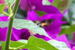 Macroglossum bombylans