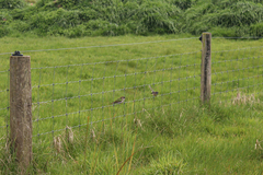 Chrysococcyx lucidus