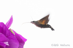 Macroglossum bombylans