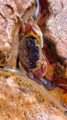Cyclograpsus punctatus