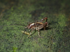 Talitropsis