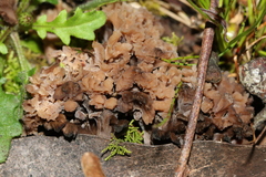 Clavulina vinaceocervina