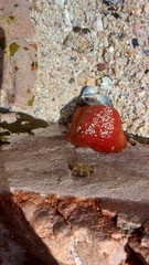 Actinia ebhayiensis