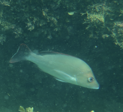 Lutjanus lemniscatus