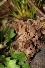 Clavulina vinaceocervina
