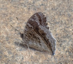Junonia rhadama