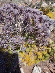 Asteraceae