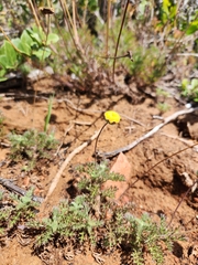 Cotula discolor