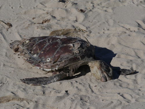 Green Sea Turtle photographed in Virginia